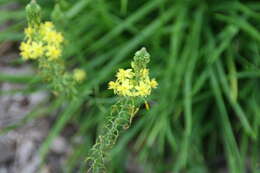 Image of Bulbine frutescens (L.) Willd.