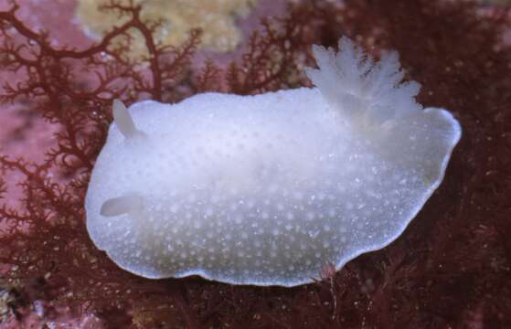 Image of Aldisa albomarginata Millen ex Millen & Gosliner 1985