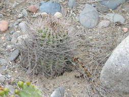 Image de Echinopsis leucantha (Gillies ex Salm-Dyck) Walp.