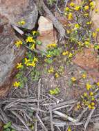 Image of Cineraria lobata L'Hér.