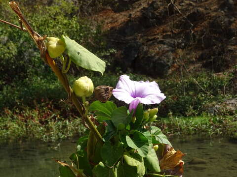 Imagem de Stictocardia tiliifolia (Desr.) Hall. fil.