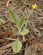 Image of Goodenia robusta (Benth.) K. Krause