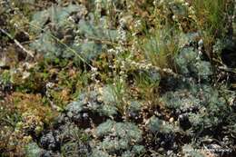Image of Artemisia pedemontana subsp. assoana (Willk.) Rivas Mart.
