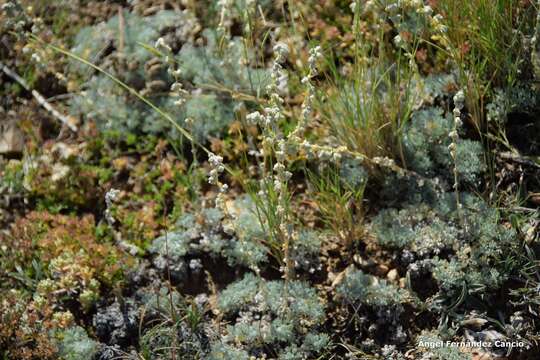 Image de Artemisia pedemontana Balbis