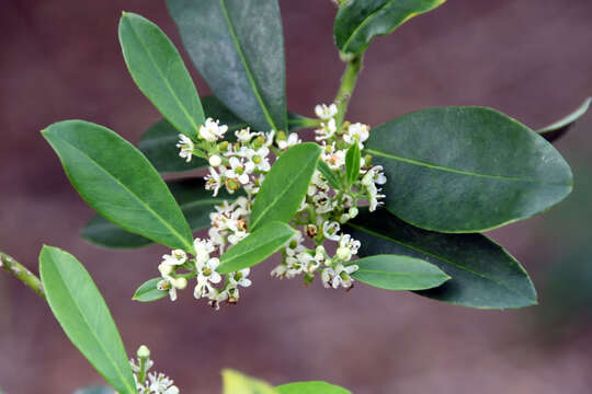 Sivun Ilex cassine L. kuva