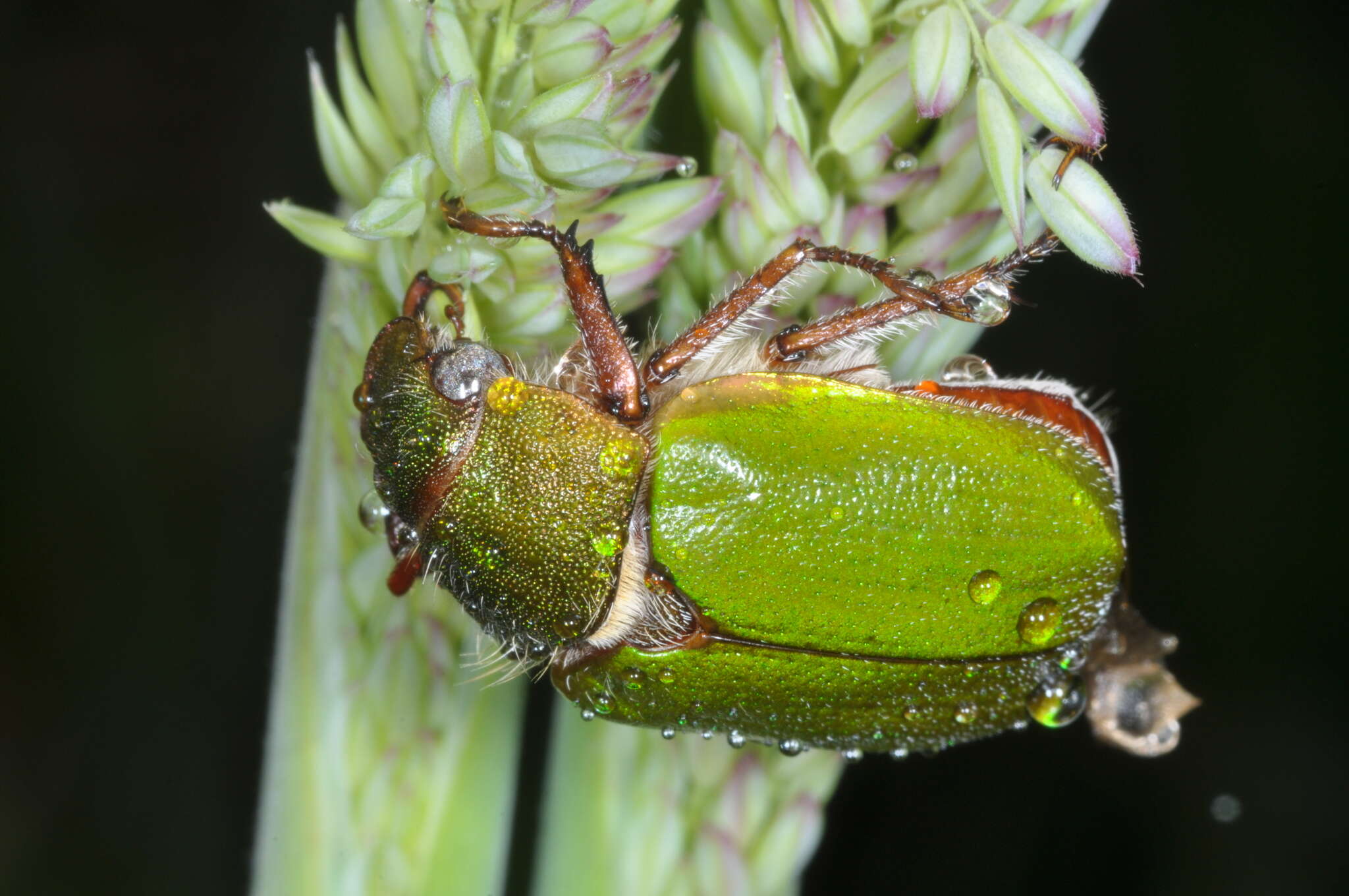 Imagem de Brachysternus spectabilis Erichson 1847