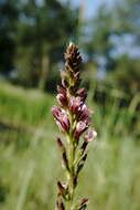 Image of Lysimachia dubia Solander