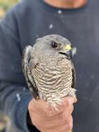 Image of Levant Sparrowhawk