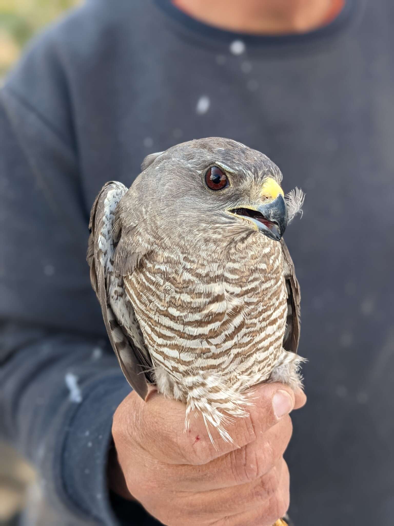 Image of Levant Sparrowhawk