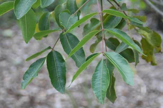 Imagem de Zanthoxylum flavum Vahl