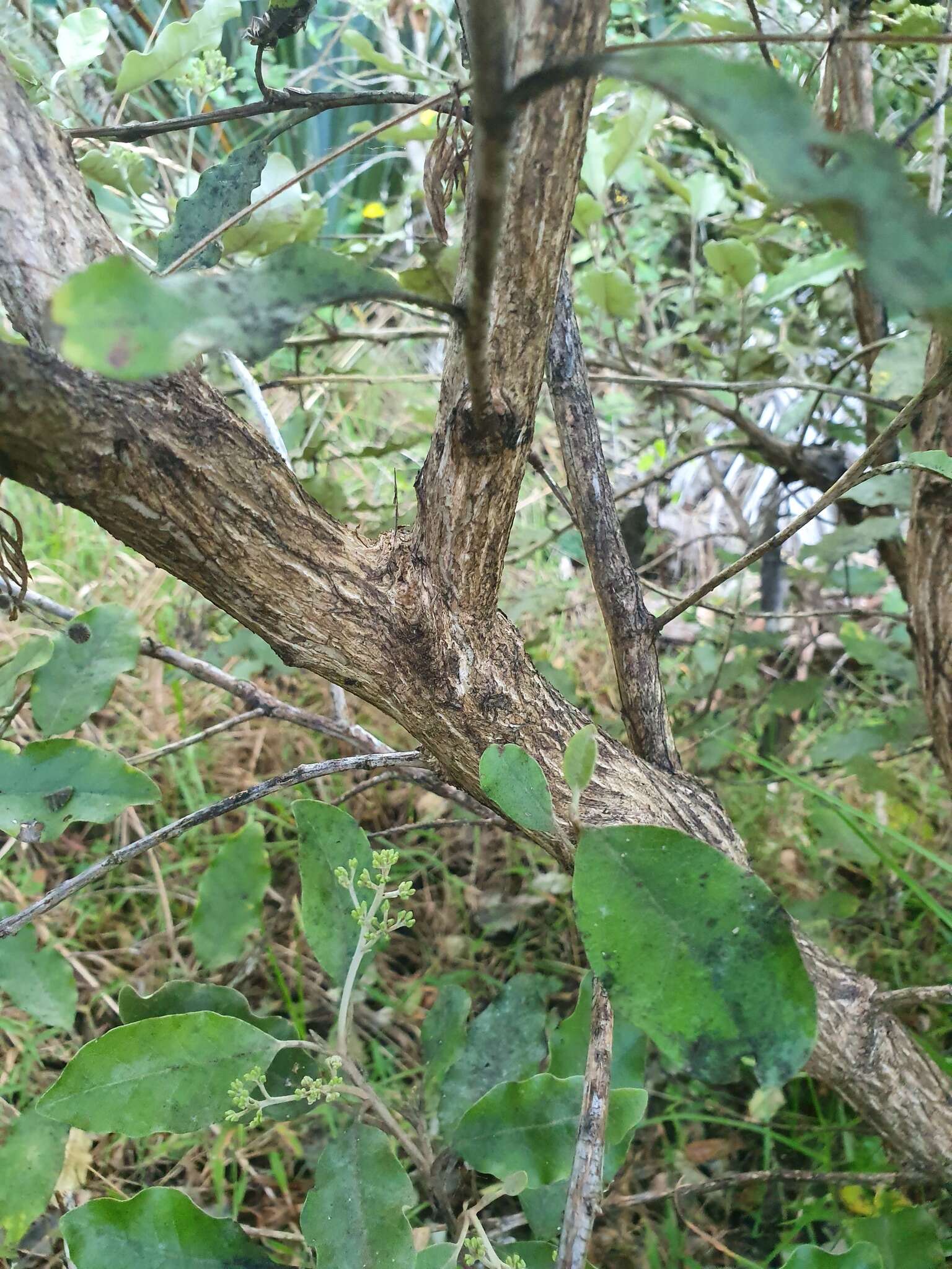 Image de Olearia albida Hook. fil.