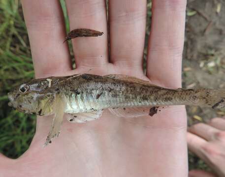 Image of monkey goby