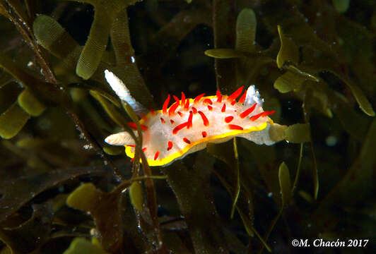 Image of Diaphorodoris papillata Portmann & Sandmeier 1960