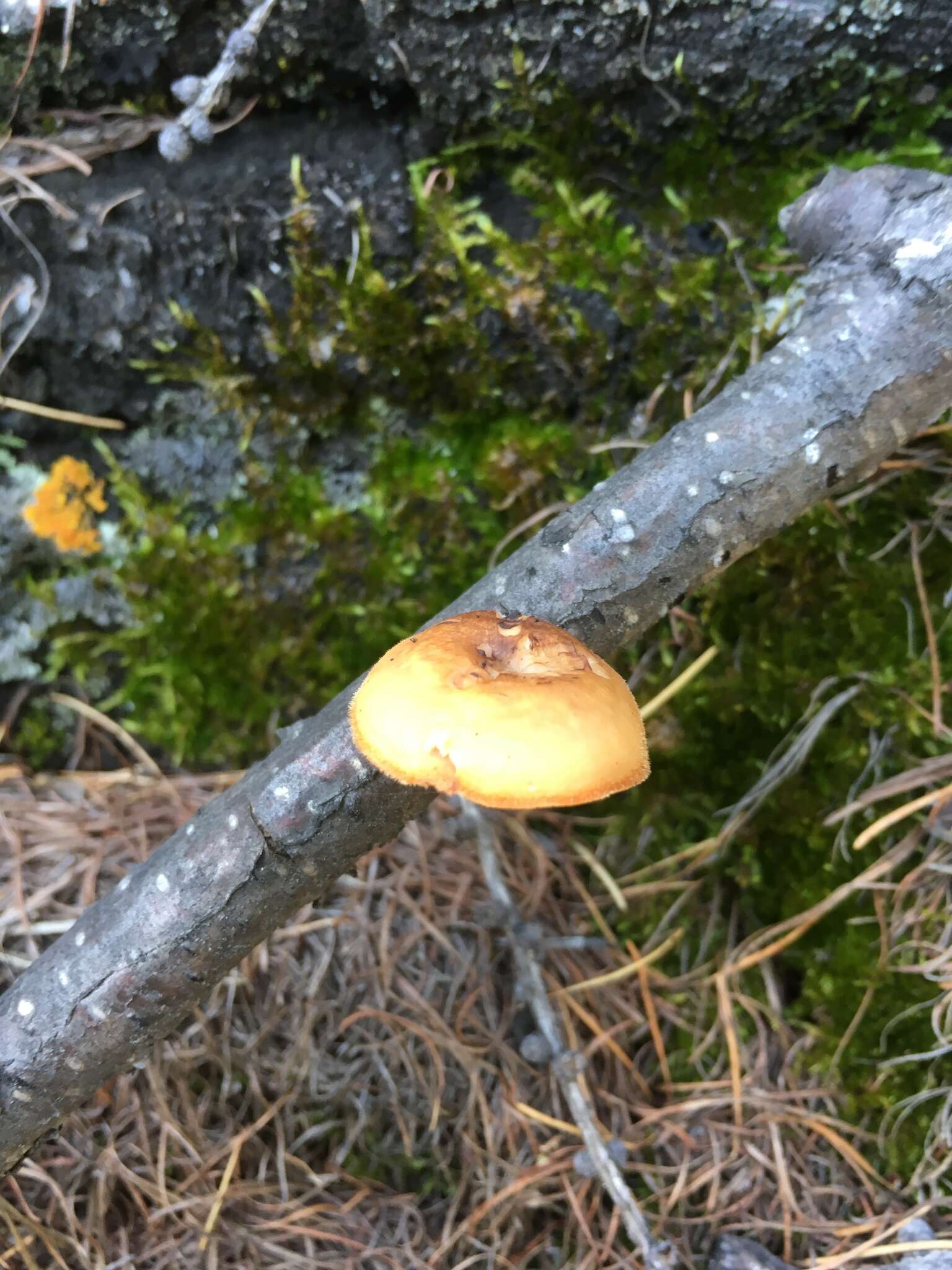 Image de Lentinus brumalis (Pers.) Zmitr. 2010