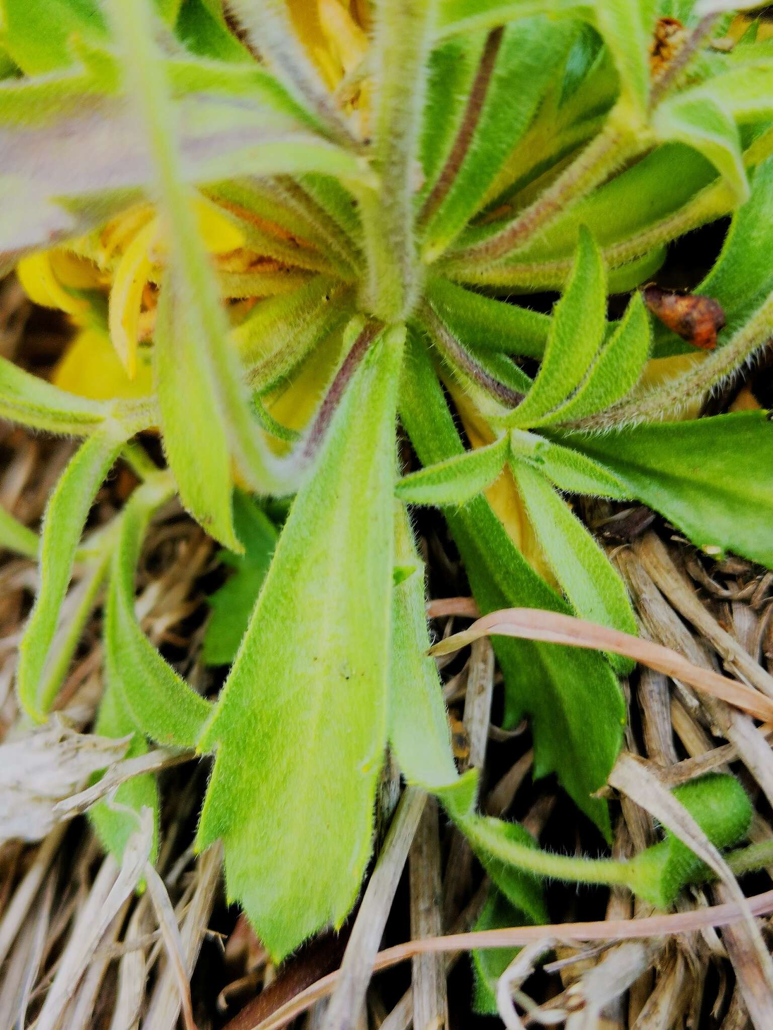 Image of boreal draba