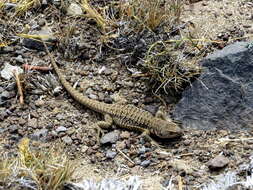 Image of King's tree iguana