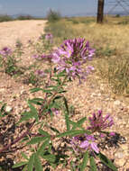 Image of Cleomella serrulata (Pursh) Roalson & J. C. Hall