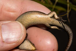 Image of Eyres skink