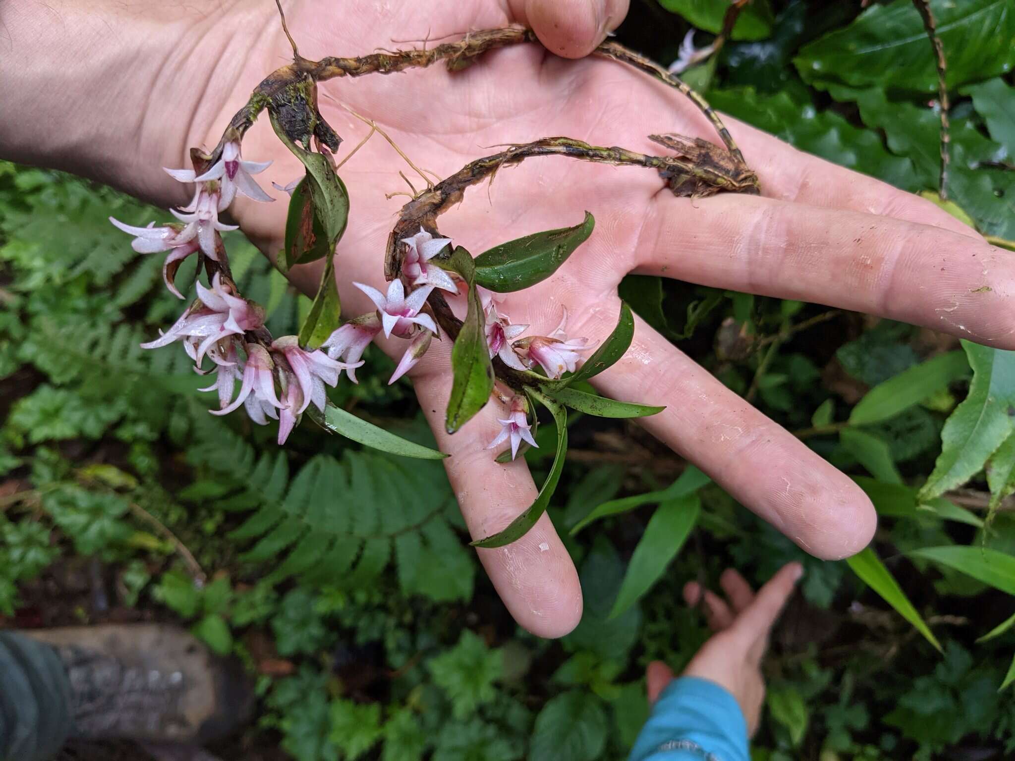 Image of Maxillaria schlechteriana J. T. Atwood