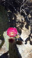 Image of Opuntia pilifera F. A. C. Weber