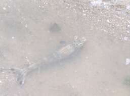 Image of western king prawn