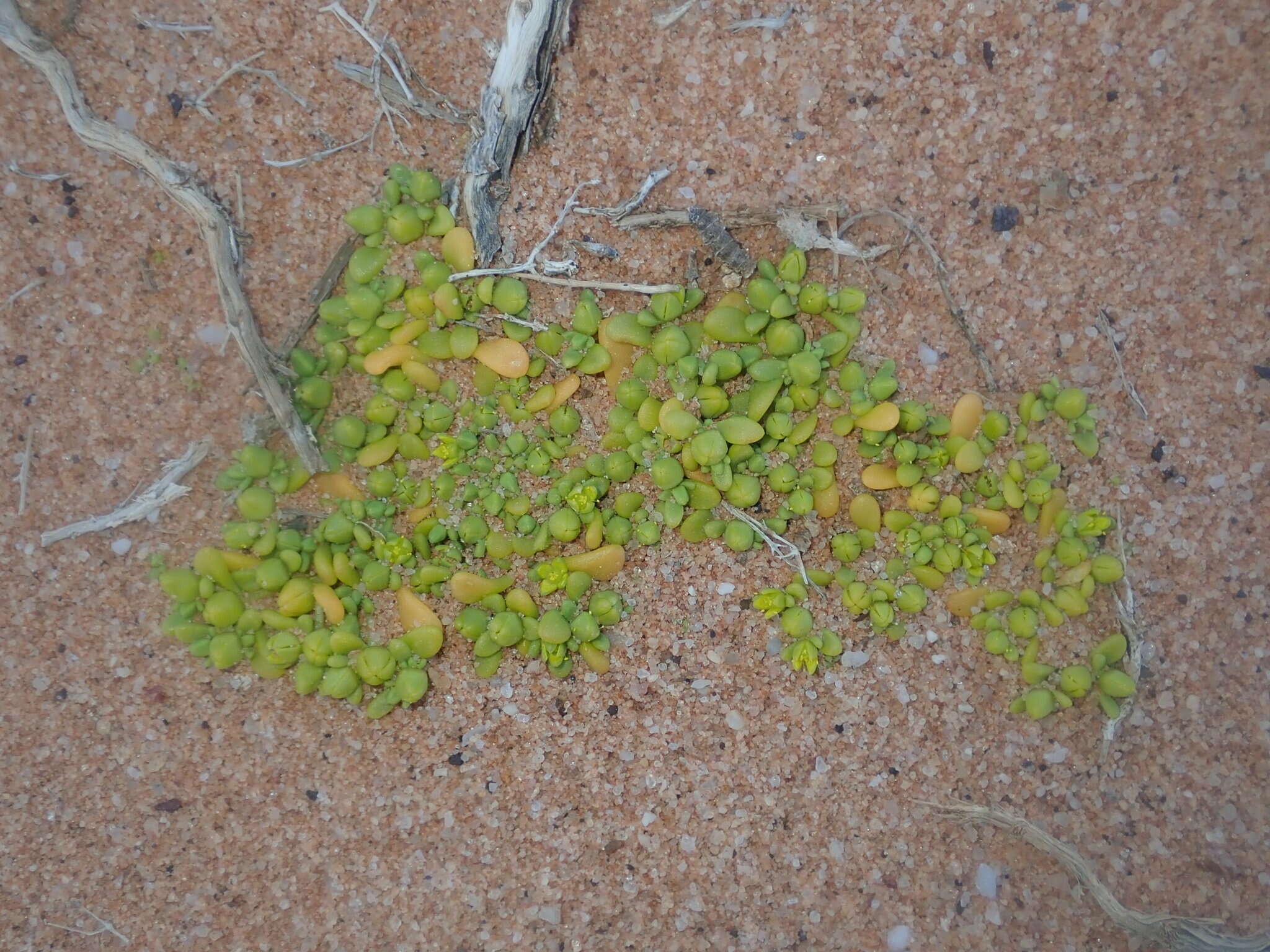 Imagem de Gunniopsis septifraga (F. Müll.) R. J. Chinnock