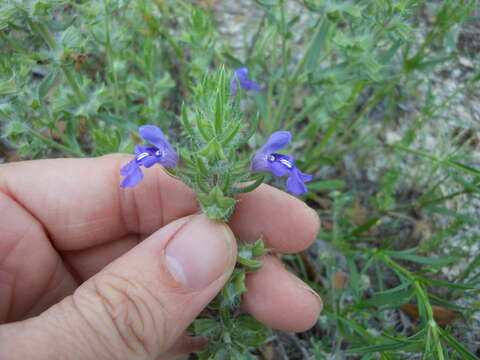 Image of Texas sage