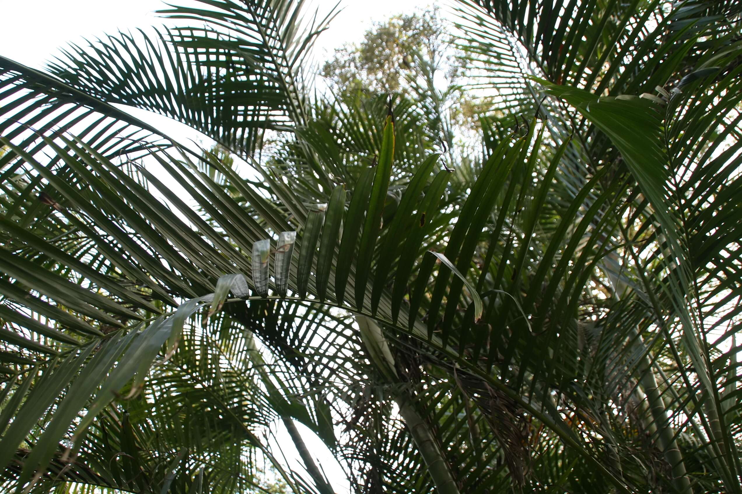 Image of Areca Palm