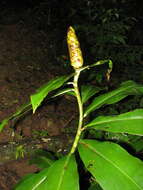 Image of Costus nitidus Maas