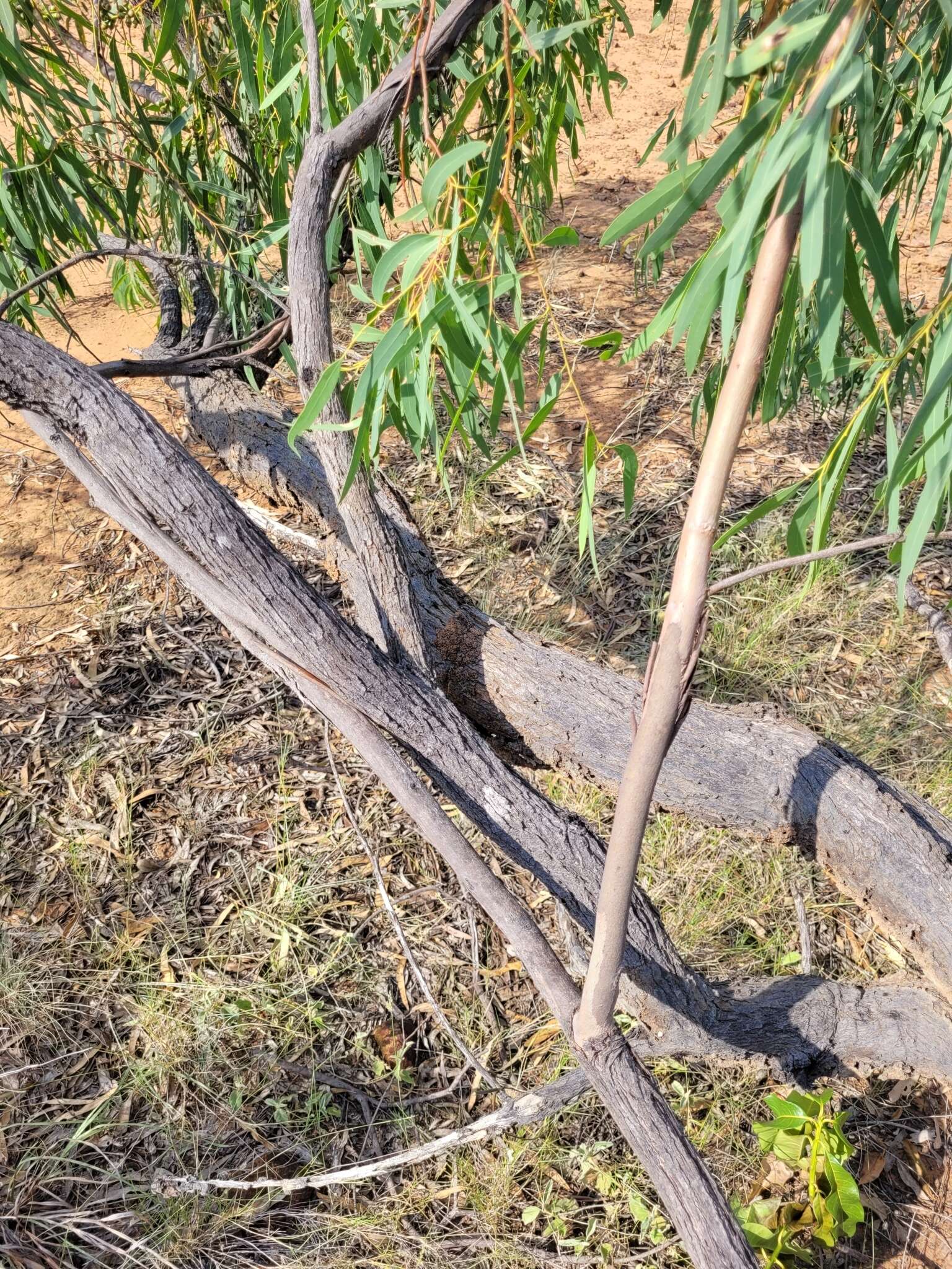 Plancia ëd Eucalyptus exserta F. Müll.