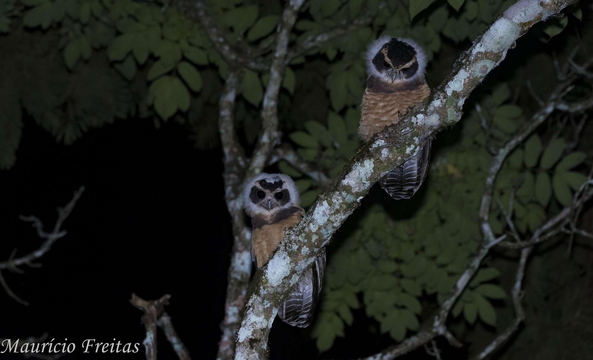 Image of Tawny-browed Owl