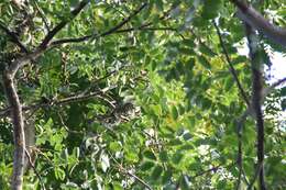 Image of gumbo limbo