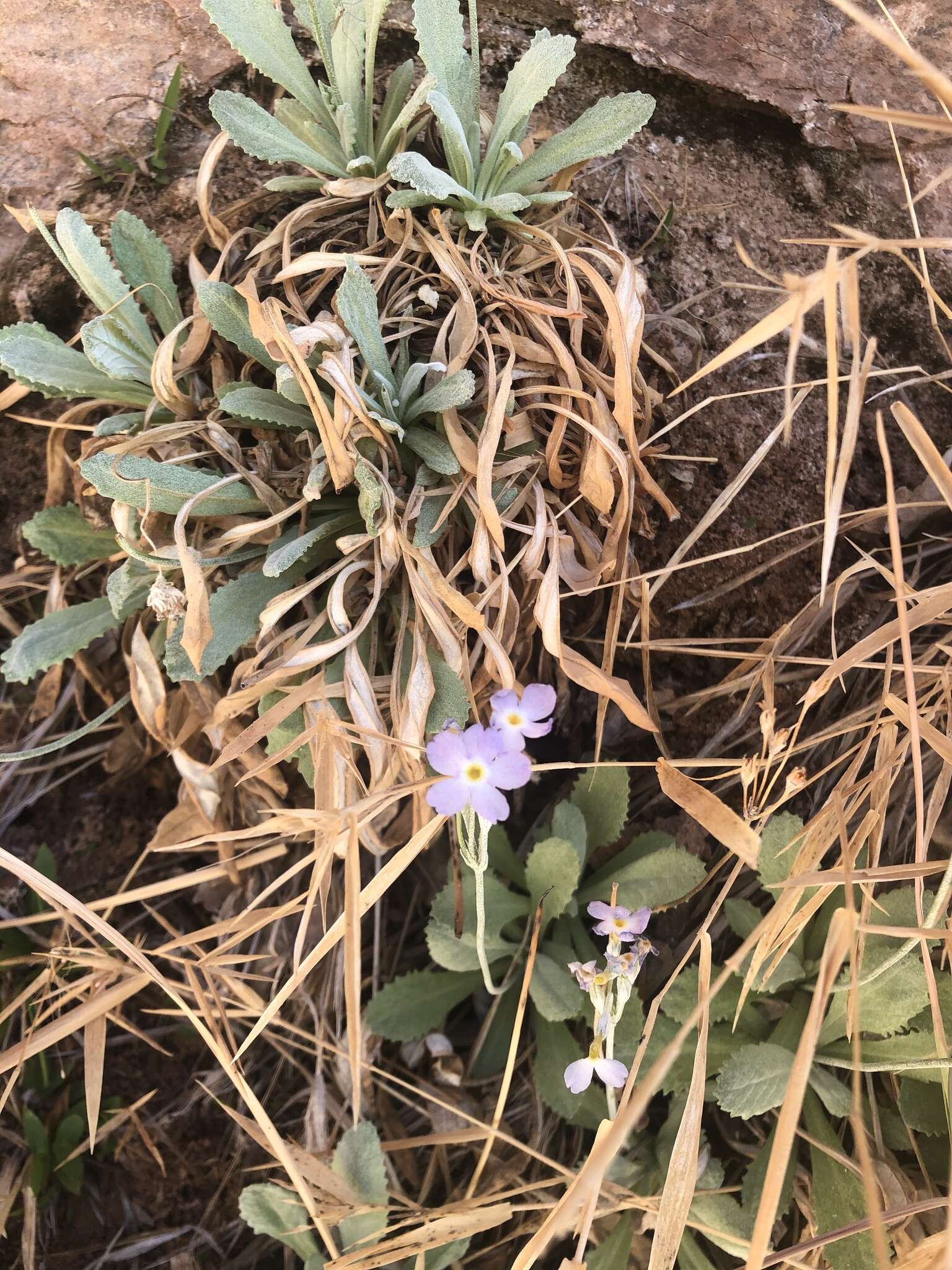 Image de Primula specuicola Rydb.