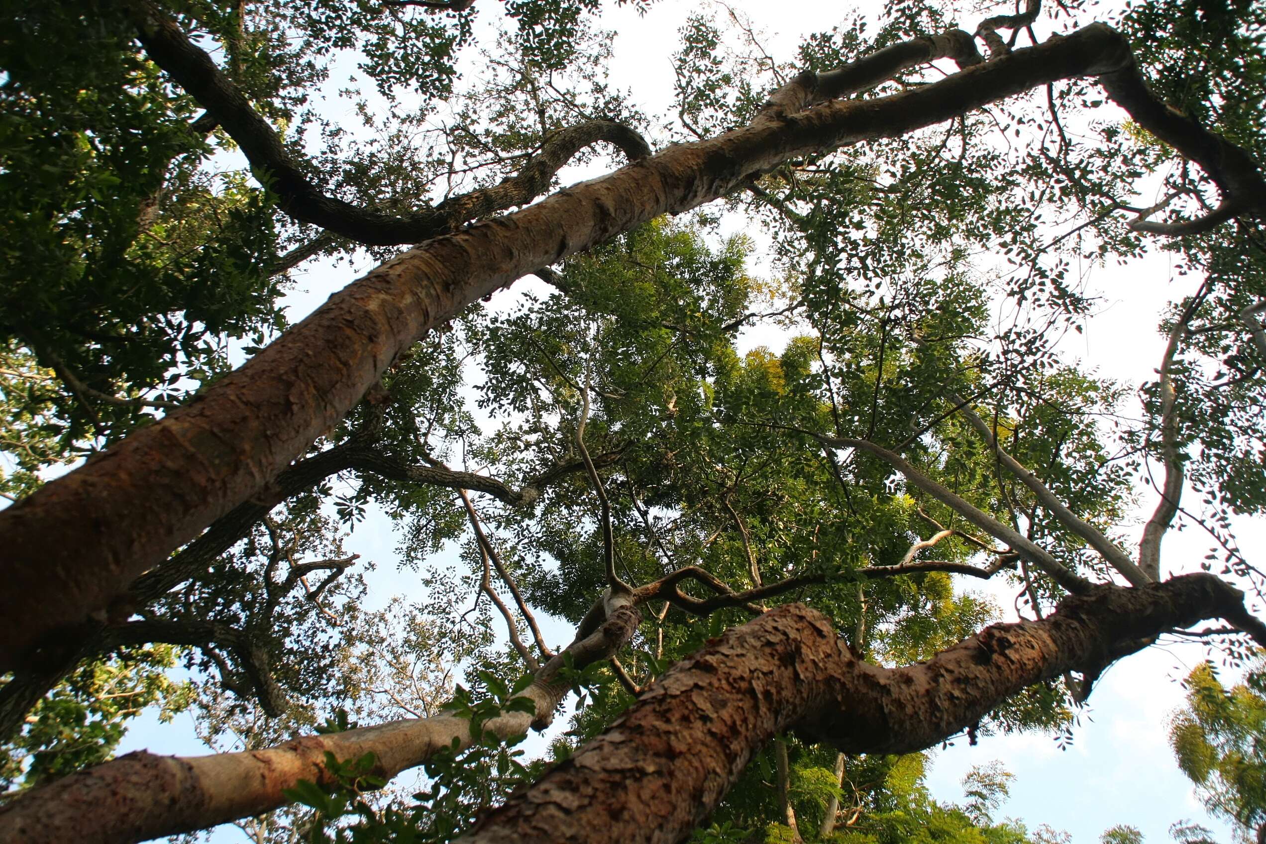 Image of gumbo limbo