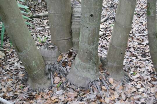 Sivun Dypsis madagascariensis (Becc.) Beentje & J. Dransf. kuva