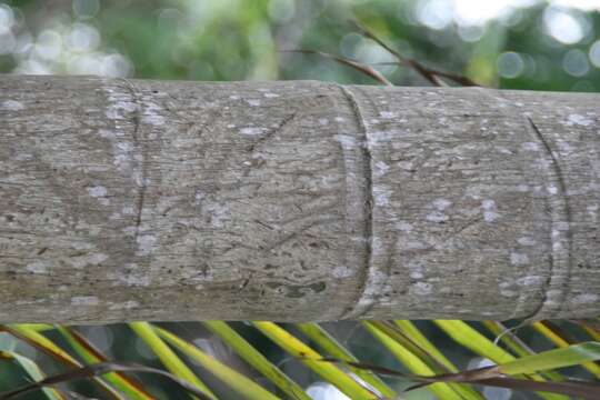 Sivun Dypsis madagascariensis (Becc.) Beentje & J. Dransf. kuva