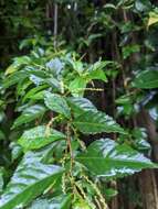 Image de Acalypha siamensis Oliv. ex Gage