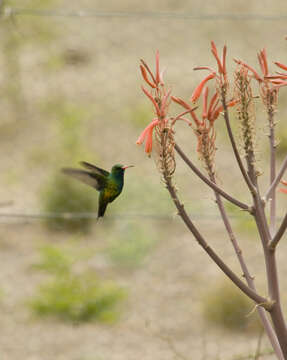 Image of Glittering-bellied Emerald