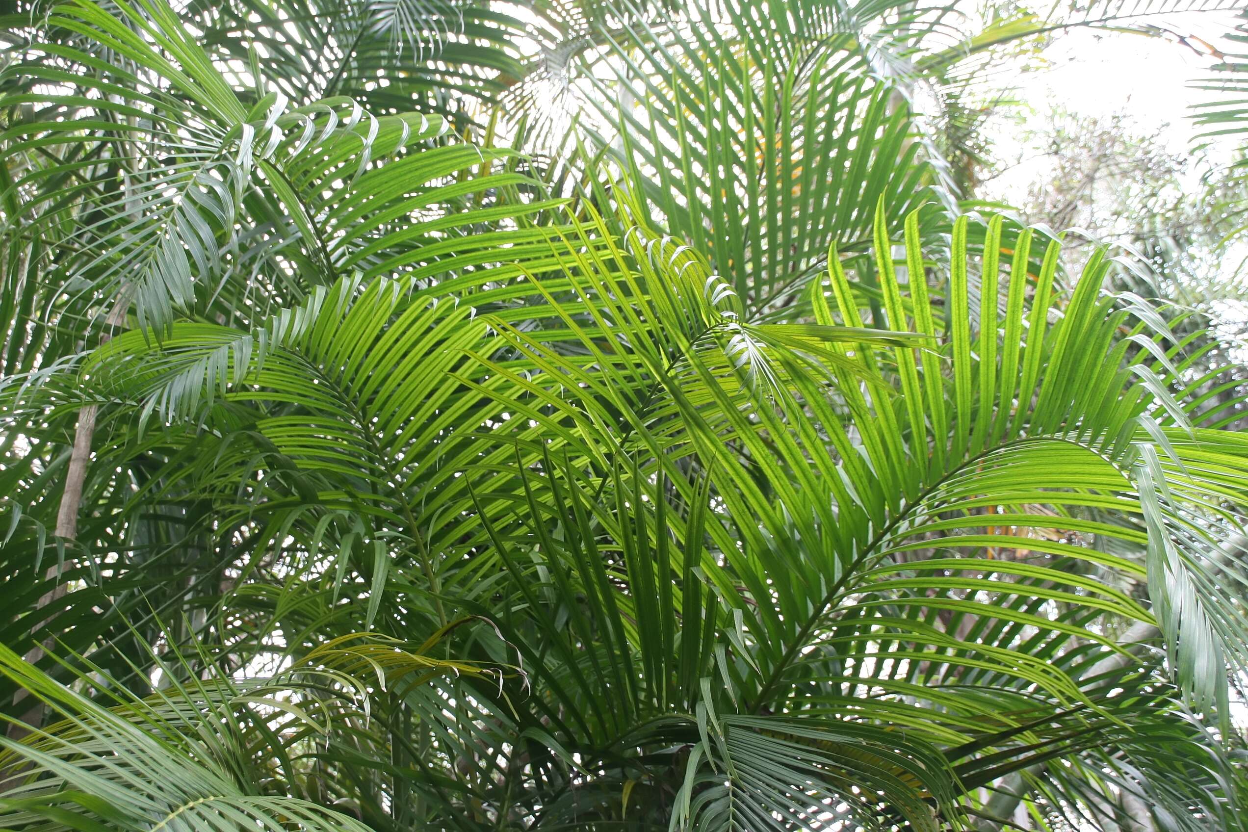 Sivun Dypsis lutescens (H. Wendl.) Beentje & J. Dransf. kuva