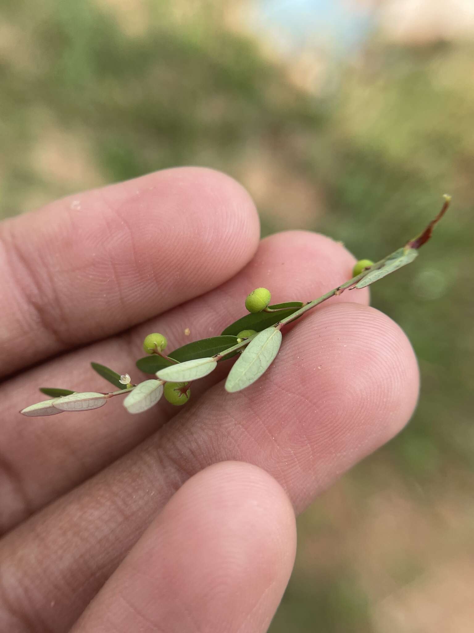 Image of Phyllanthus virgatus G. Forst.