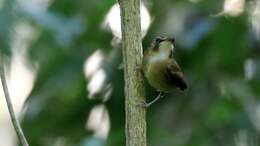 Image of Stub-tailed Spadebill