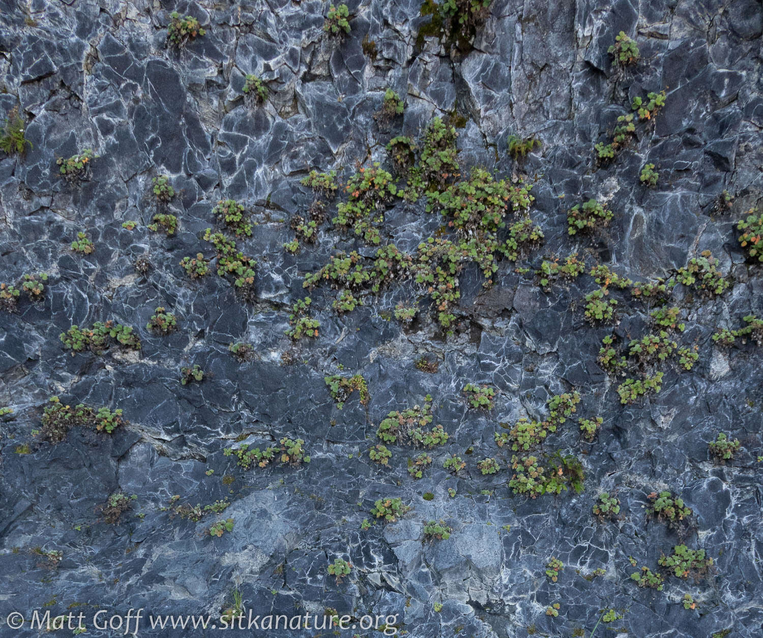 Image of villous cinquefoil