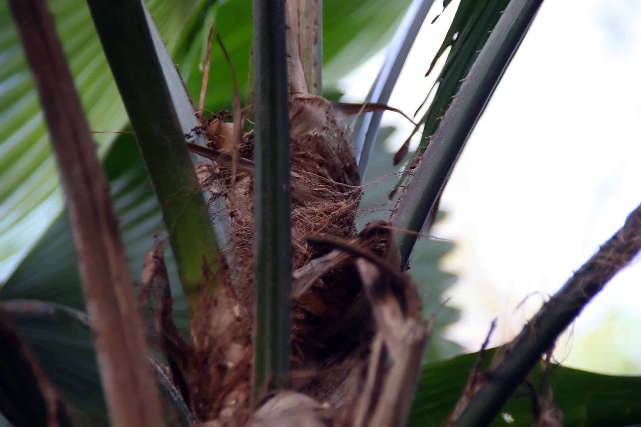 Image of Vanuatu fan palm