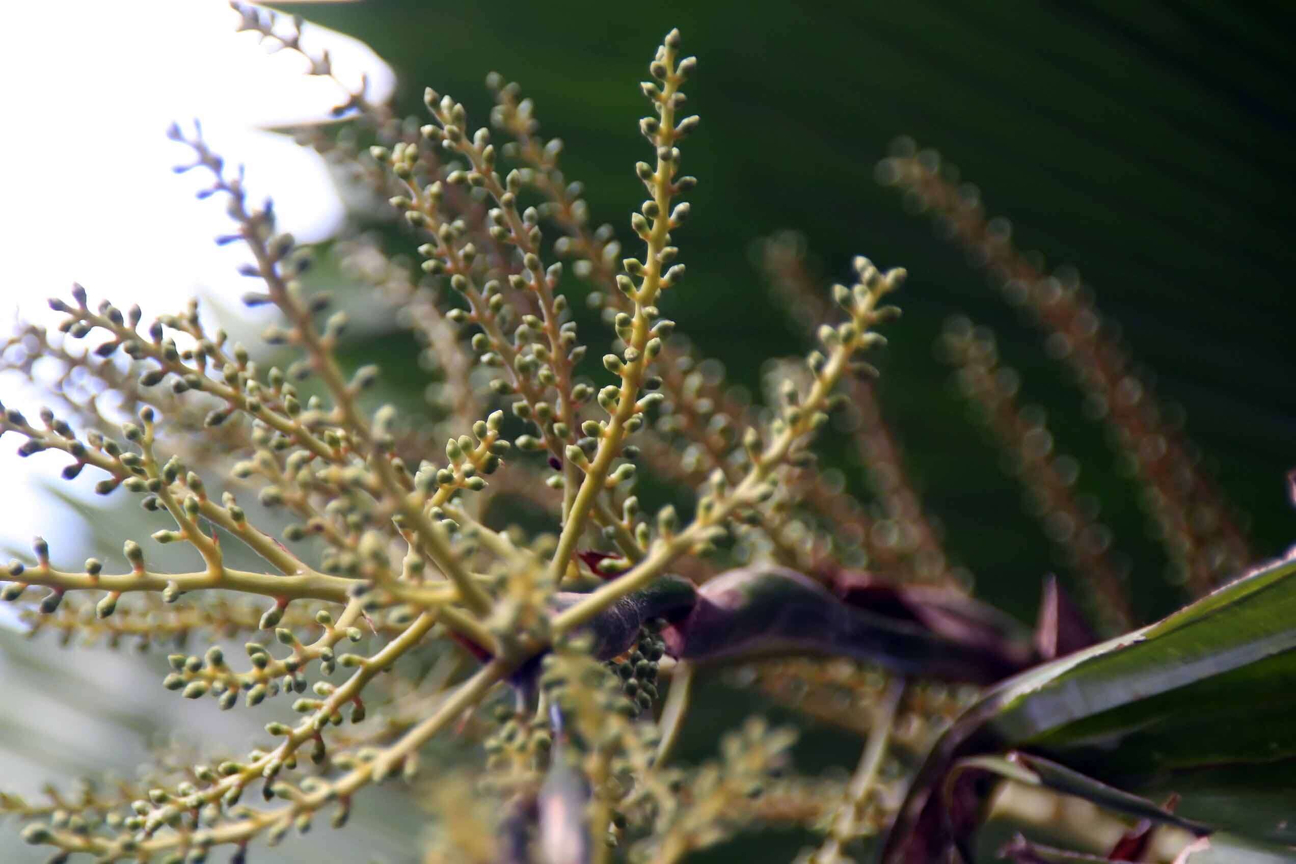 Image of Vanuatu fan palm