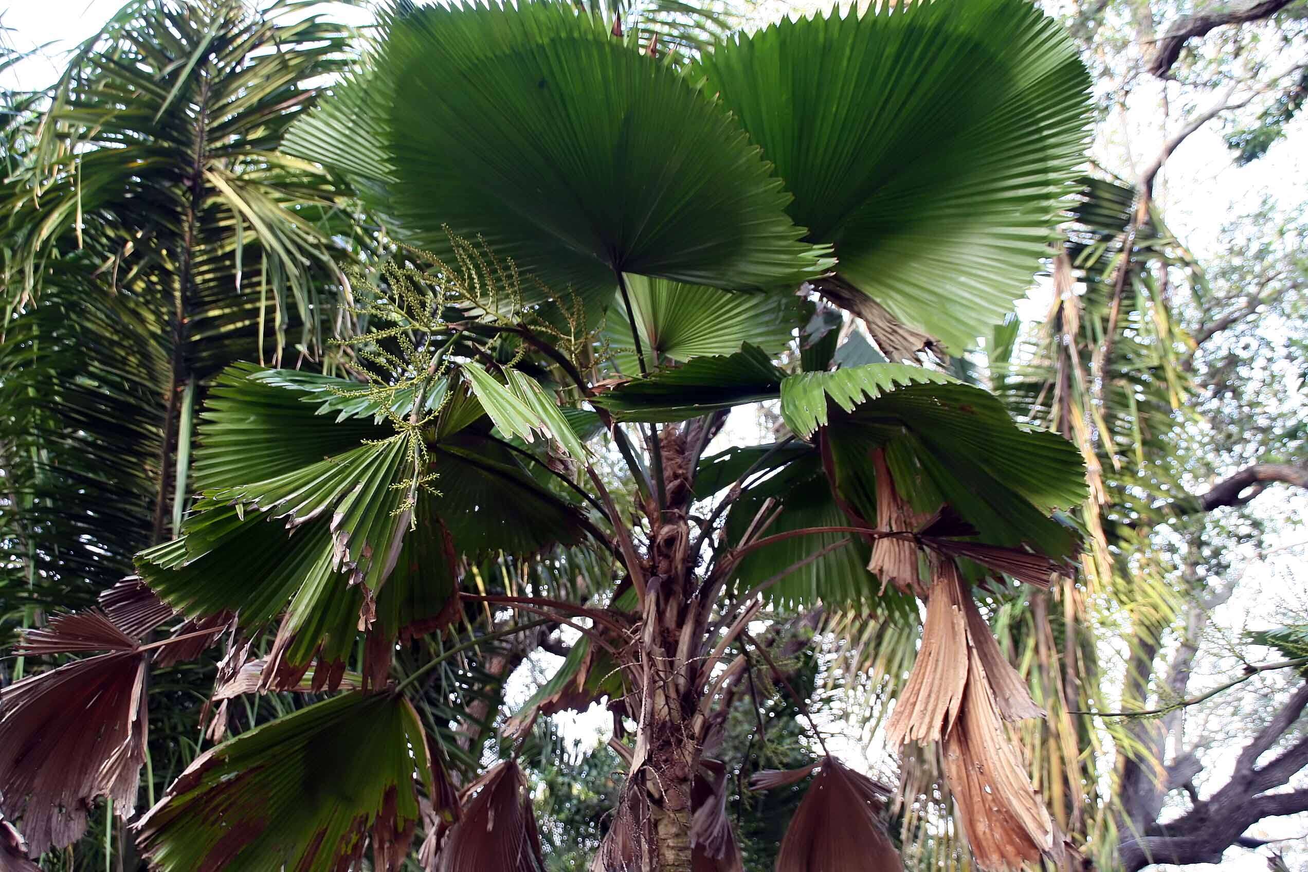 Image of Grosse Licuala Palm