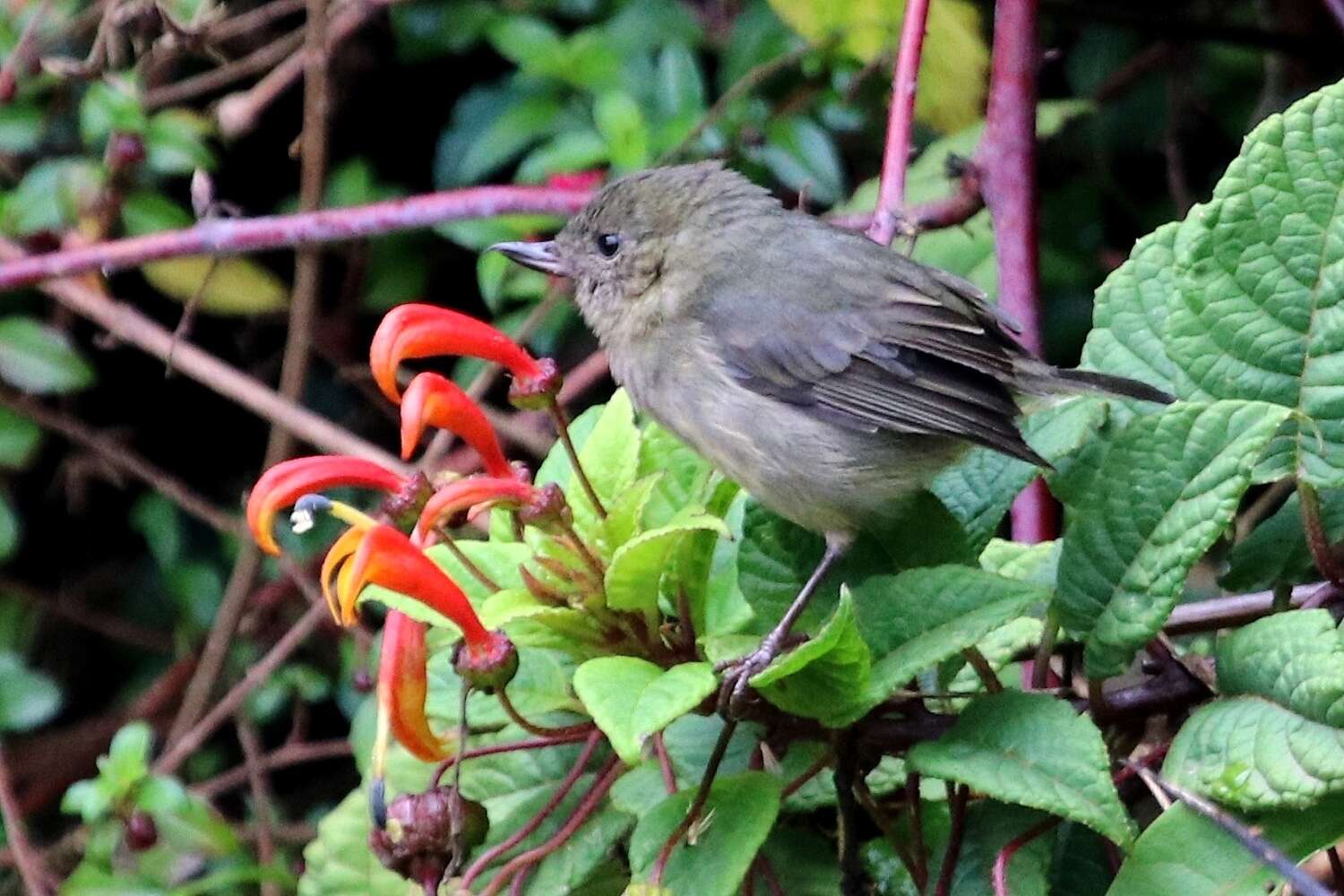 Image of Slaty Flower-piercer