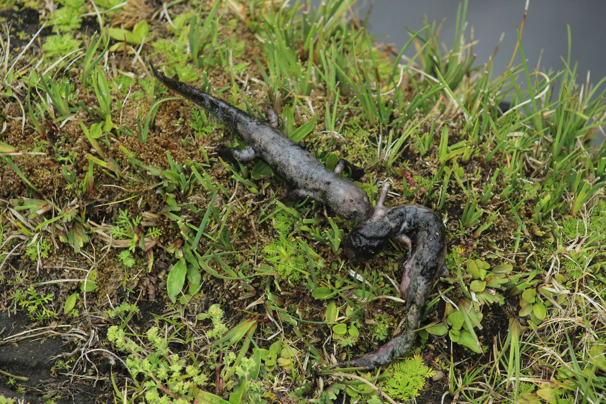 Image of Mountain Stream Siredon