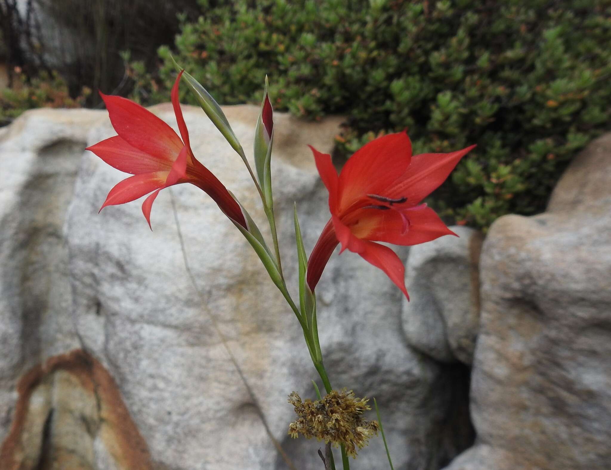 Imagem de Gladiolus priorii (N. E. Br.) Goldblatt & M. P. de Vos