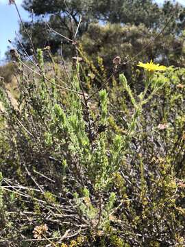 Image of sessileflower false goldenaster