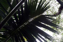 Image of Kentia Palm